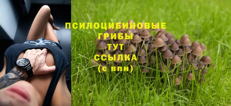 Псилоцибиновые грибы MAGIC MUSHROOMS  Порхов 